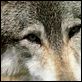 Der mit dem Wolf tanzt