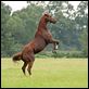 Secretariat : photo Randall Wallace