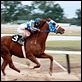 Secretariat : photo Randall Wallace