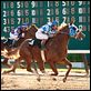 Secretariat : photo Randall Wallace
