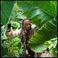 Pirates of the Caribbean: Fremde Gezeiten : photo Johnny Depp, Rob Marshall