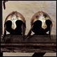 Game of Thrones – Das Lied von Eis und Feuer