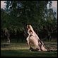Melancholia : photo Kirsten Dunst, Lars von Trier