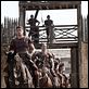 Der Adler der neunten Legion : photo Channing Tatum, Denis O'Hare, Kevin Macdonald