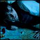 Die Frau in Schwarz : photo Daniel Radcliffe, James Watkins