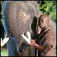 Elephant White : photo Djimon Hounsou
