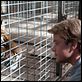 Wir kaufen einen Zoo : photo Cameron Crowe, Matt Damon