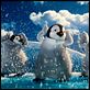 Happy Feet 2 : photo George Miller