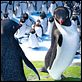 Happy Feet 2 : photo George Miller