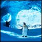 Happy Feet 2 : photo George Miller