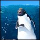 Happy Feet 2 : photo George Miller