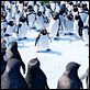 Happy Feet 2 : photo George Miller