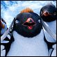 Happy Feet 2 : photo George Miller