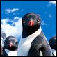 Happy Feet 2 : photo George Miller
