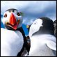 Happy Feet 2 : photo George Miller