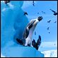 Happy Feet 2 : photo George Miller