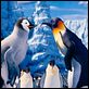 Happy Feet 2 : photo George Miller