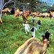 Jurassic Park 3