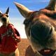Kangaroo Jack