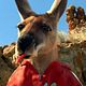 Kangaroo Jack