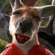 Kangaroo Jack : photo