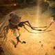 Arthur und die Minimoys : photo Luc Besson