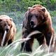 Grizzly Man