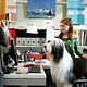 The Shaggy Dog : photo Brian Robbins, Kristin Davis, Spencer Breslin, Zena Grey