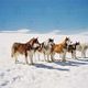 Photo Christophe L - FILM - Antarctica - Gefangen im Eis : 59351