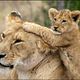 Animals In Love : photo Laurent Charbonnier
