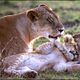 Animals In Love : photo Laurent Charbonnier