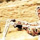 Foto - FILM - Easy Rider : 178