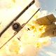Flyboys