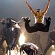 Photo Christophe L - FILM - Stomp the Yard : 120619