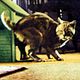 Photo Christophe L - FILM - The Incredible shrinking man : 409
