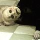 Foto - FILM - Dead Silence : 126460