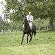 Ein fliehendes Pferd : photo
