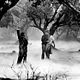 Der Wolfsmensch : photo Claude Rains, George Waggner, Lon Chaney Jr.