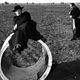 Der Schwindler : photo Broderick Crawford, Federico Fellini, Richard Basehart