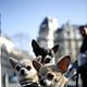 Beverly Hills Chihuahua