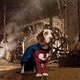 Underdog : photo