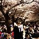 Kirschblüten - Hanami