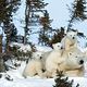 Knut und seine Freunde : photo