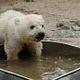 Knut und seine Freunde