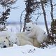 Knut und seine Freunde : photo