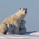 Knut und seine Freunde : photo