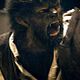 The Wolfman : photo Benicio Del Toro, Joe Johnston