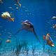 Urgiganten der Meere 3D : photo Sean MacLeod Phillips