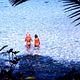 Die blaue Lagune : photo Brooke Shields, Christopher Atkins, Randal Kleiser