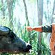 Crocodile Dundee : photo Paul Hogan, Peter Faiman